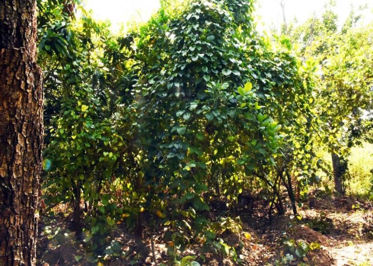 Angola – Land for Carbon Credit