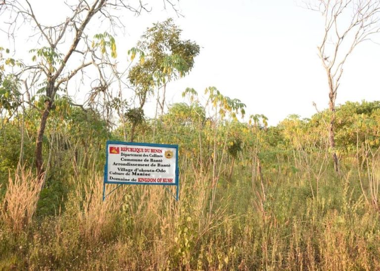 Benin – Cassava Fields