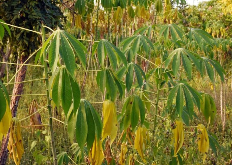 Benin – Cassava Fields