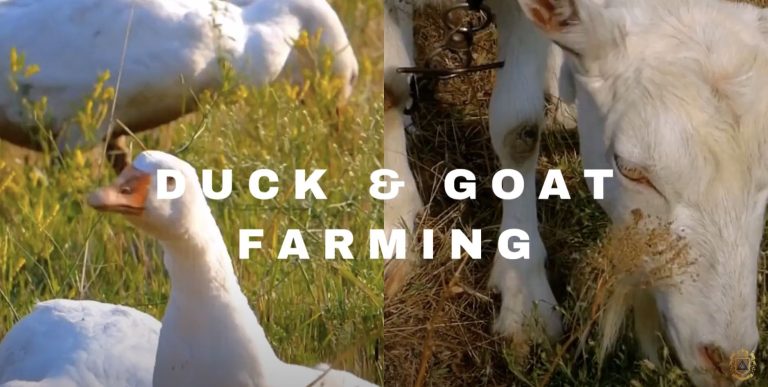 Hambali Duck & Goat Farming