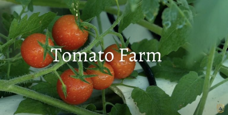 Iing Tomato Farm