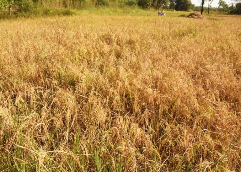 Ivory Coast – Rice Farm