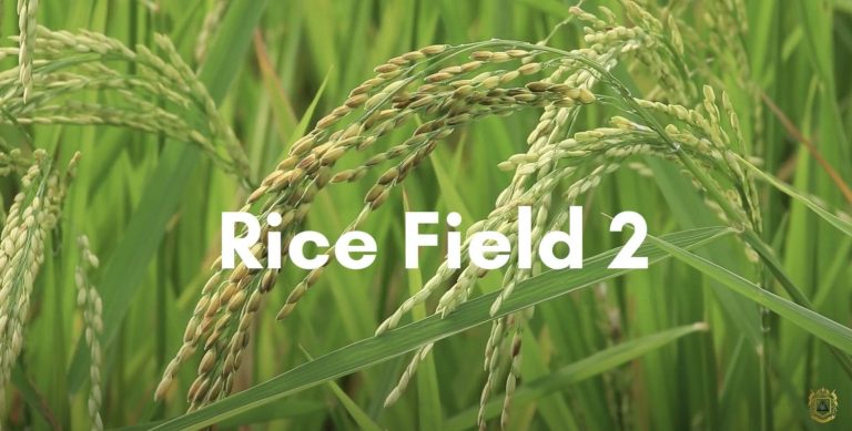 Nasir Rice Field