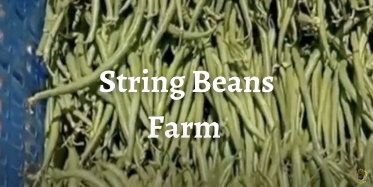 Oji String Beans Farm