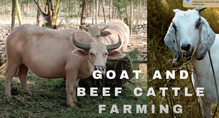 Rossy Goat and Beef Cattle Farming